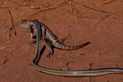whip snake and spiny lizard